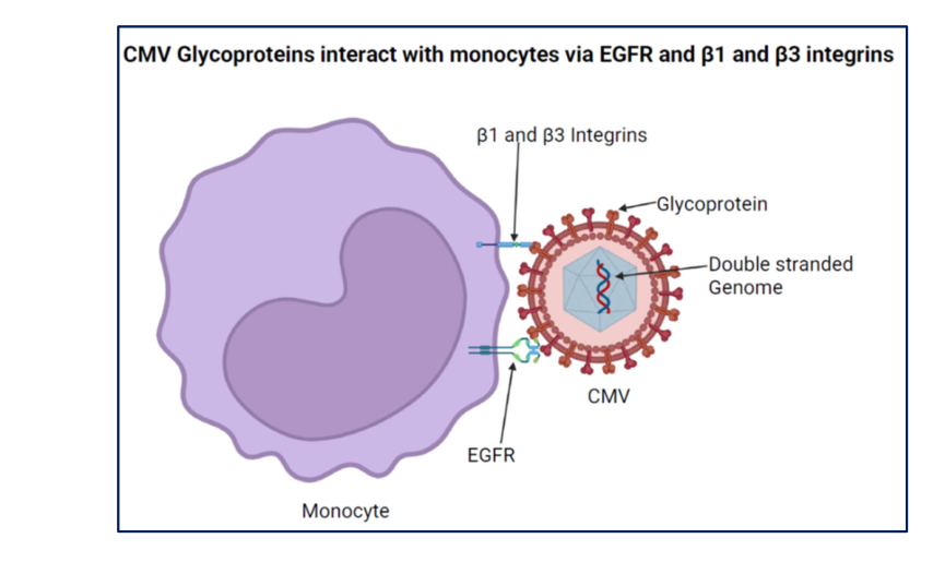Cartoon showing CMV interacting with a monocyte through receptor-mediated signaling