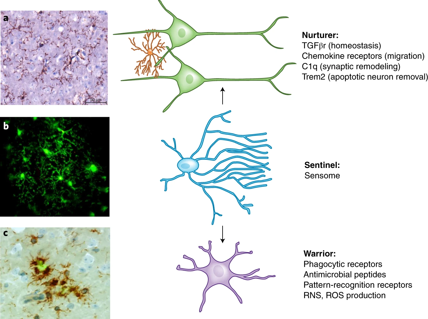 Figure summarizing microglial functions as nurturer, sentinel, and warrior